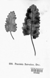 Puccinia betonicae image